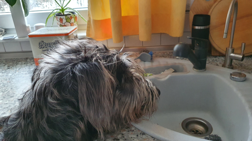Irischer Wolfshund, Irish Wolfhound Arthur will Wasser vom Hahn der Spüle in der Küche saufen.