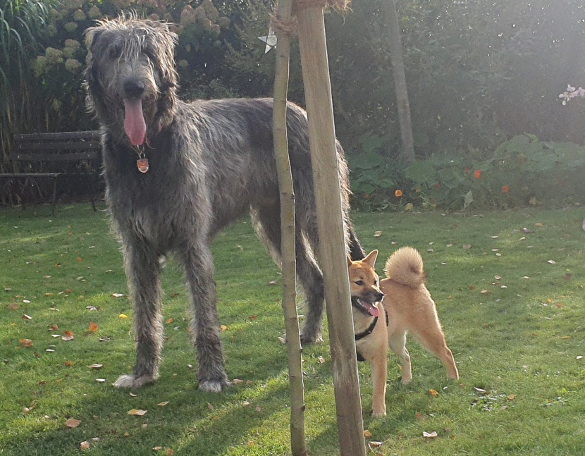Hunde im Größenvergleich: Irish Wolfhound und Shiba Inu